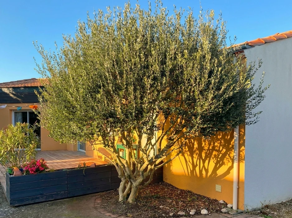 Jardin résidentiel avec un pin nuage (*Pinus sylvestris* taillé en niwaki) au centre, branches étagées sculptées en pompons