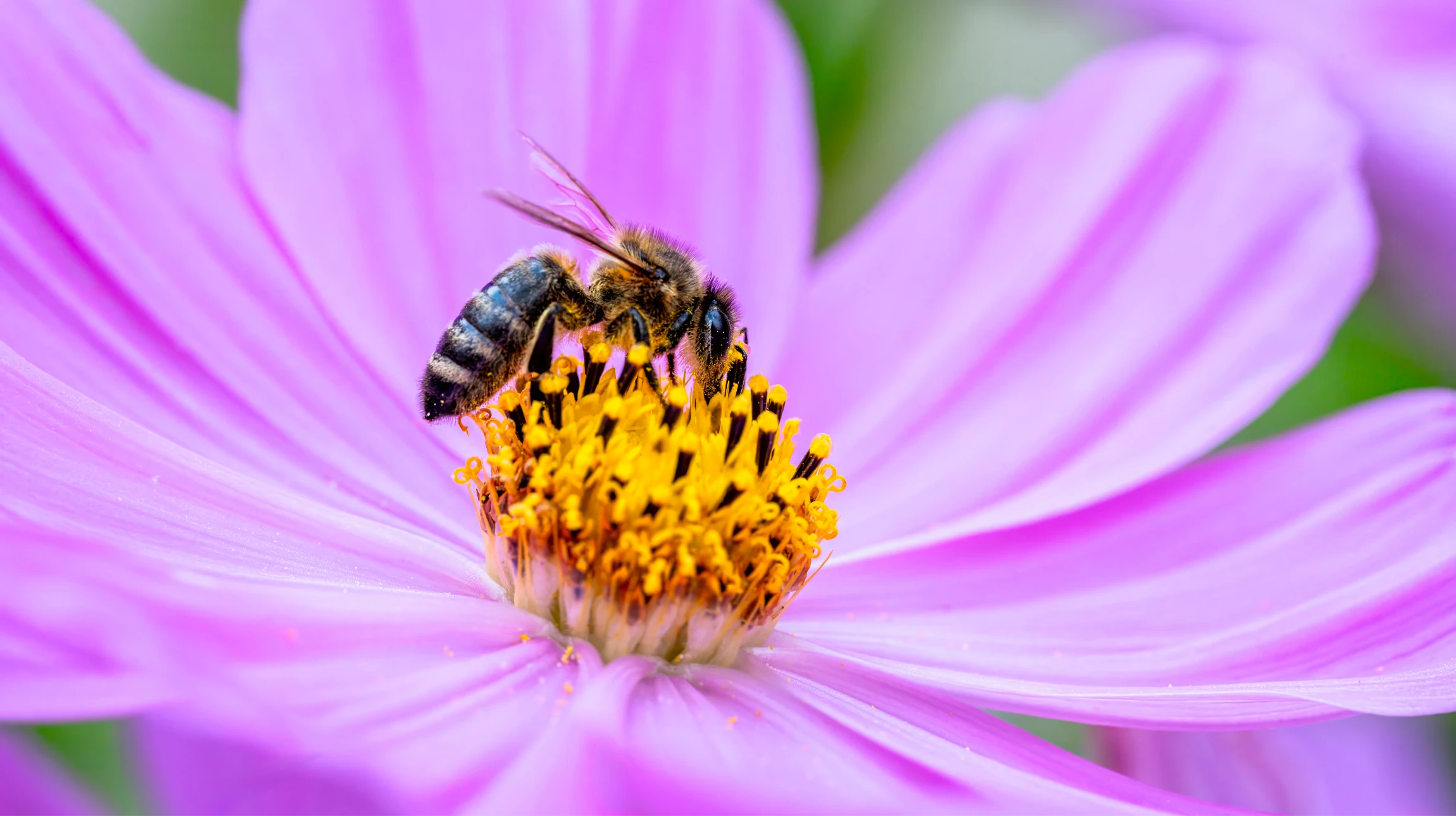Scène extérieure en gros plan d'une abeille butinant une fleur blanche de marguerite au centre jaune