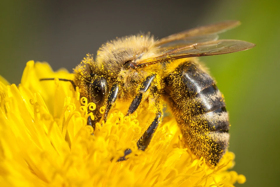 Ruches installées dans un espace vert professionnel ou parc d'entreprise, avec vue rapprochée montrant les ruches modernes en bois ou peint, positionnées au cœur d'un jardin écologique avec fleurs mellifères visibles, photographié de jour en lumière naturelle pour démontrer l'intégration harmonieuse des ruches dans un aménagement paysager professionnel dédié à la biodiversité et aux pollinisateurs.