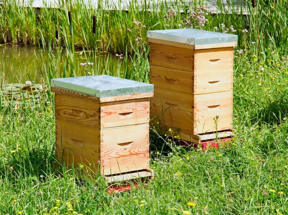 Scène extérieure d'apiculture montrant une ruche en bois colorée avec des abeilles en plein vol autour de l'entrée